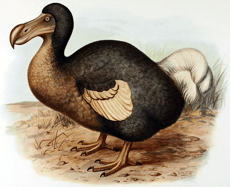 Dodo bird painting