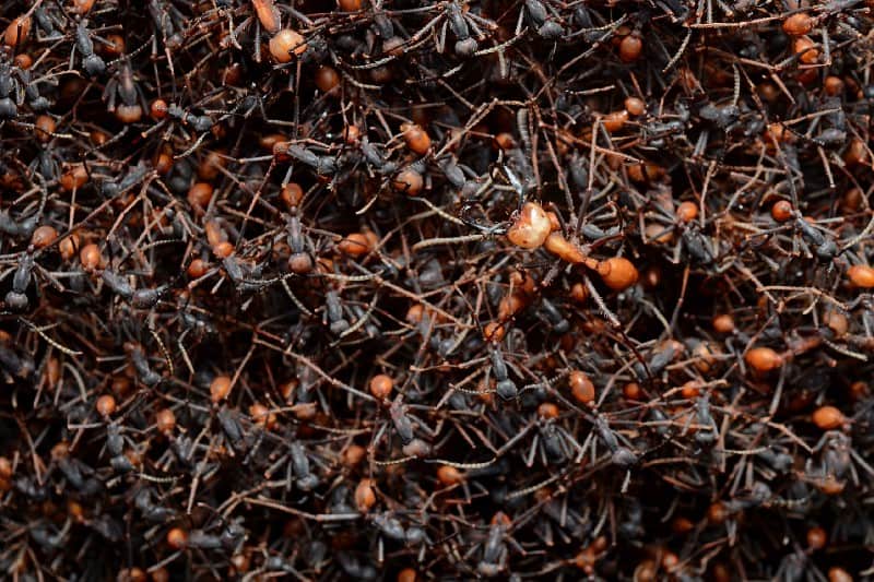 Army ants in a bivouac.