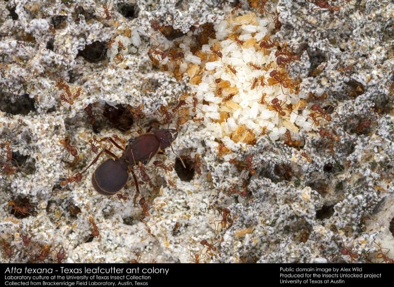 Leafcutter ant nest