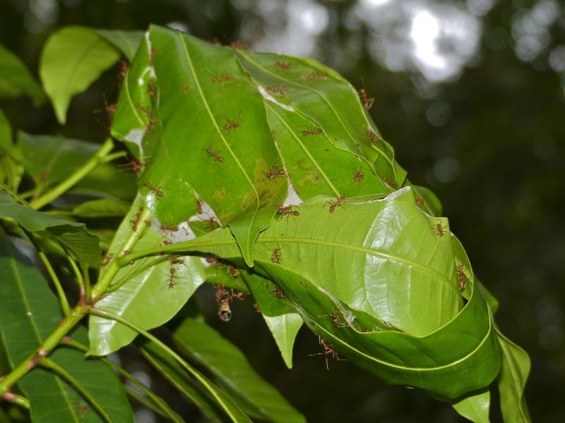 African weaver ant in a nest made of leaves