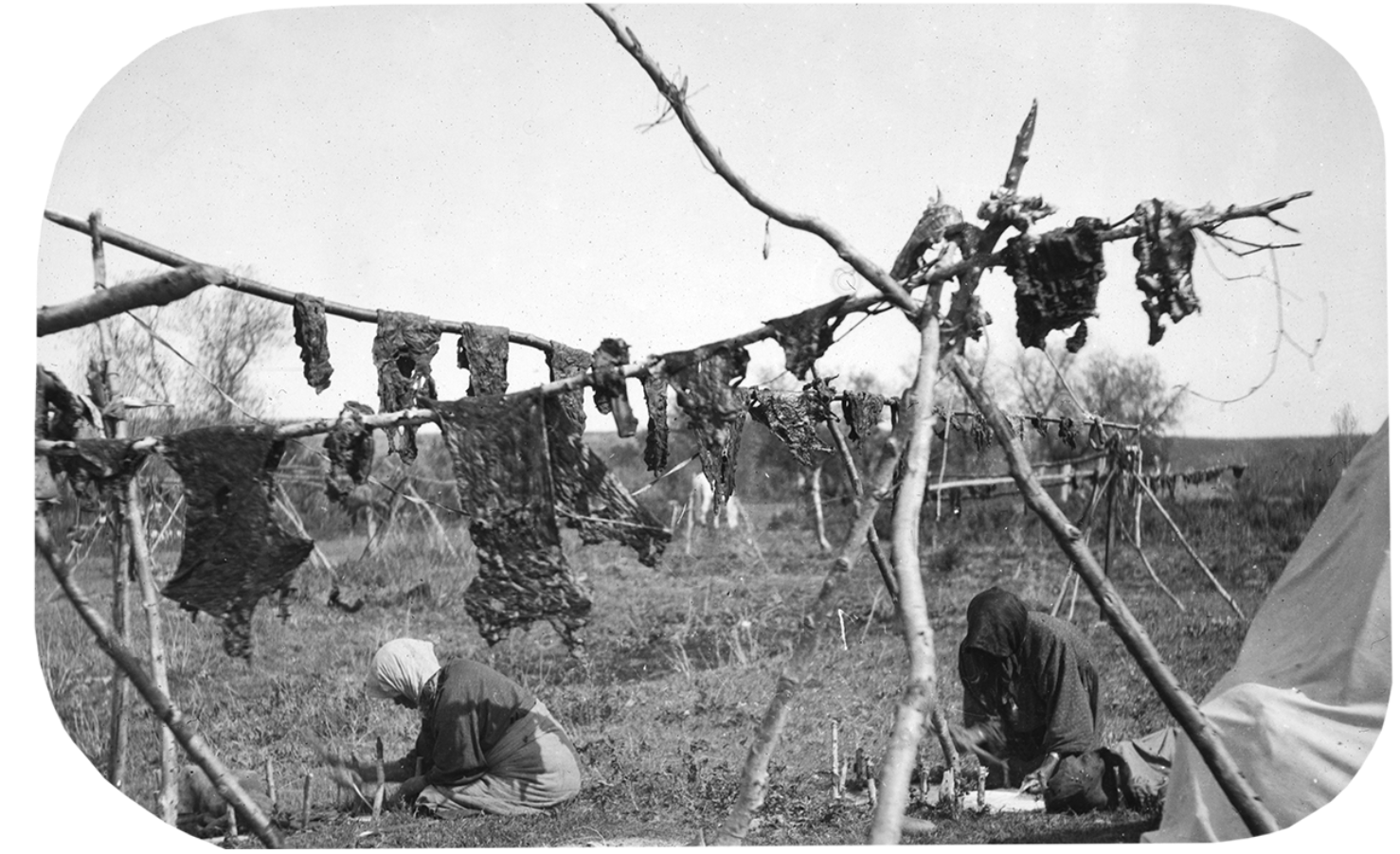 Native Americans hanging meat to dry